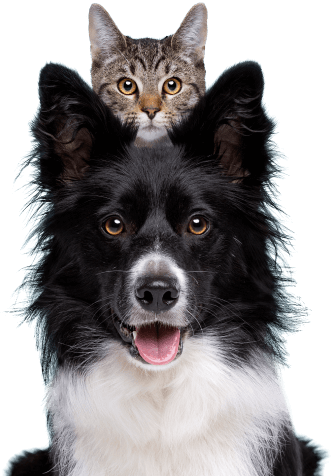 Cat-dog-technisens